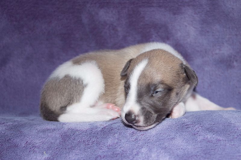 Keep on Running - Chiot disponible  - Whippet